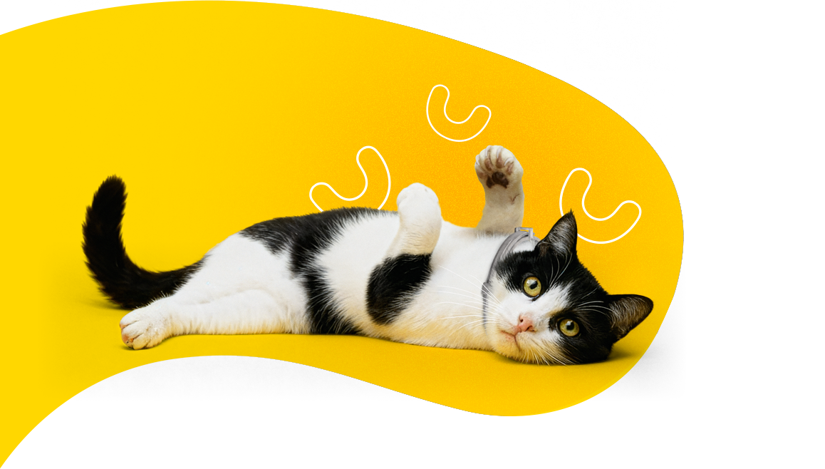 Simbia for cats